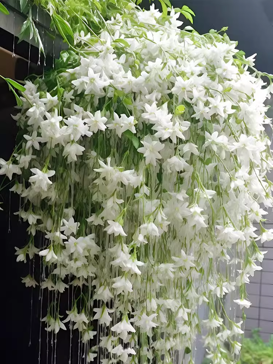 Usphonecards - Garden Must-Have 🌾  Perennial weeping jasmine seeds